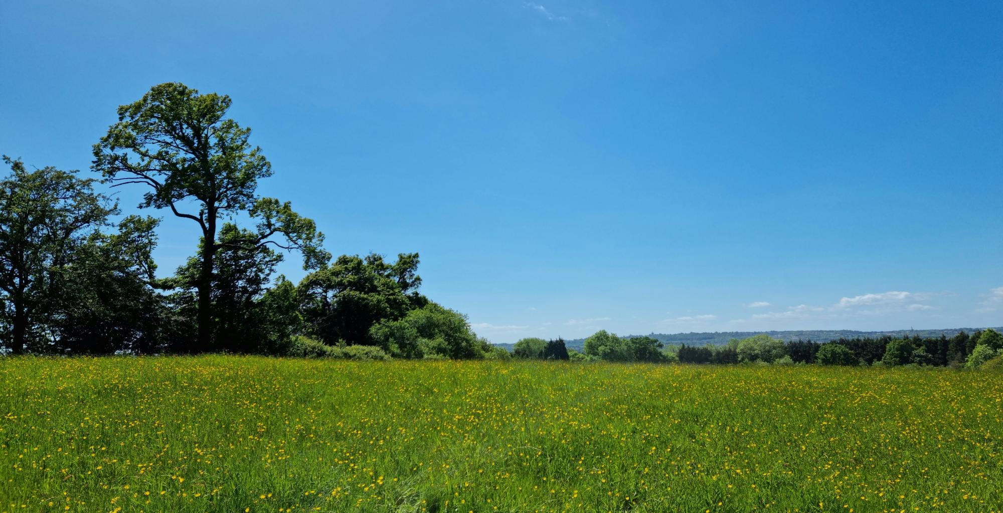 Green meadow with yellow flowers at Gorcott on a sunny day with a bright blue sky and trees to the left 