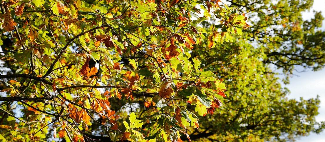 Close up of leaves in an oak tree canopy starting to turn brown in autumn sunshine