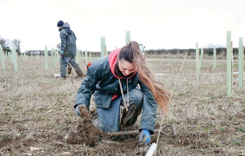 Close up of a female member of the forestry team crouching down putting a sapling in a hole in the ground