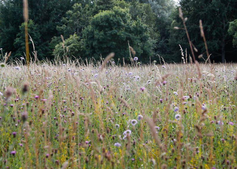 Close up of a wildflower meadow with field scabious, lady’s bedstraw and knapweed