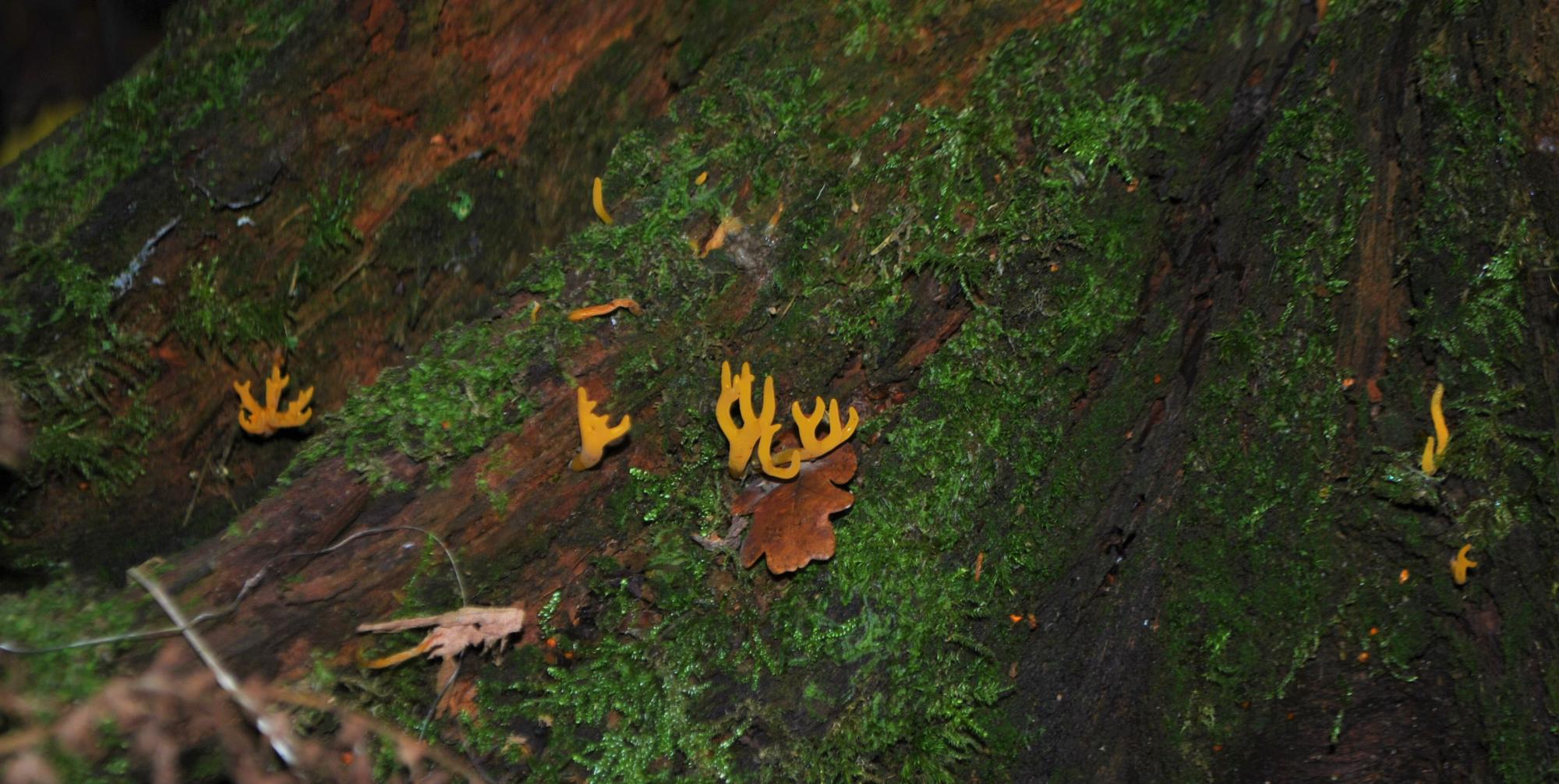 Yellow stagshorn fungi 