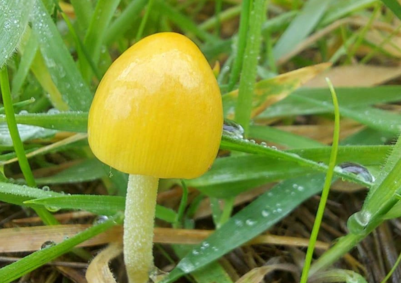A small bright yellow field cap mushroom in green grass
