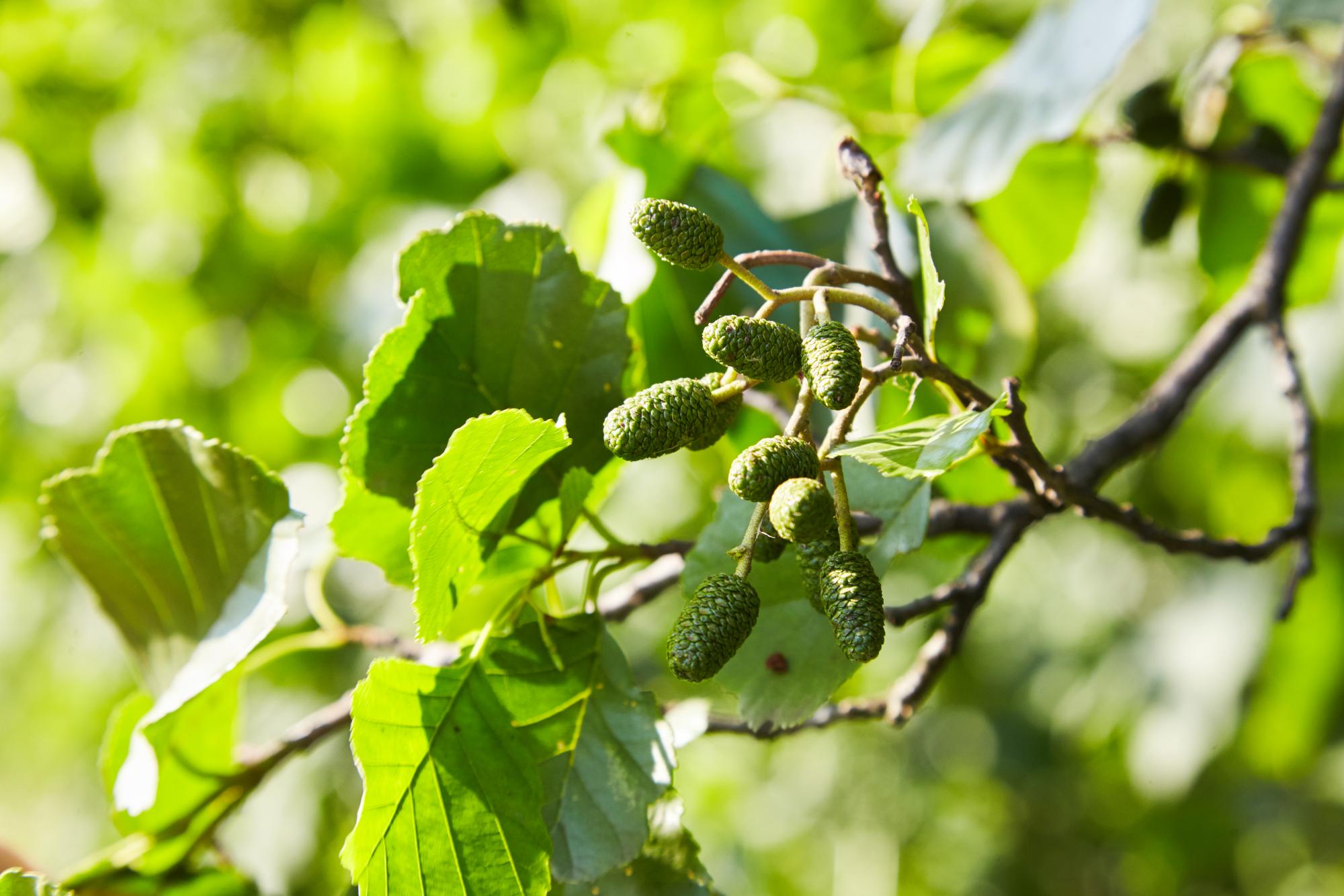 green alder leaves and cones