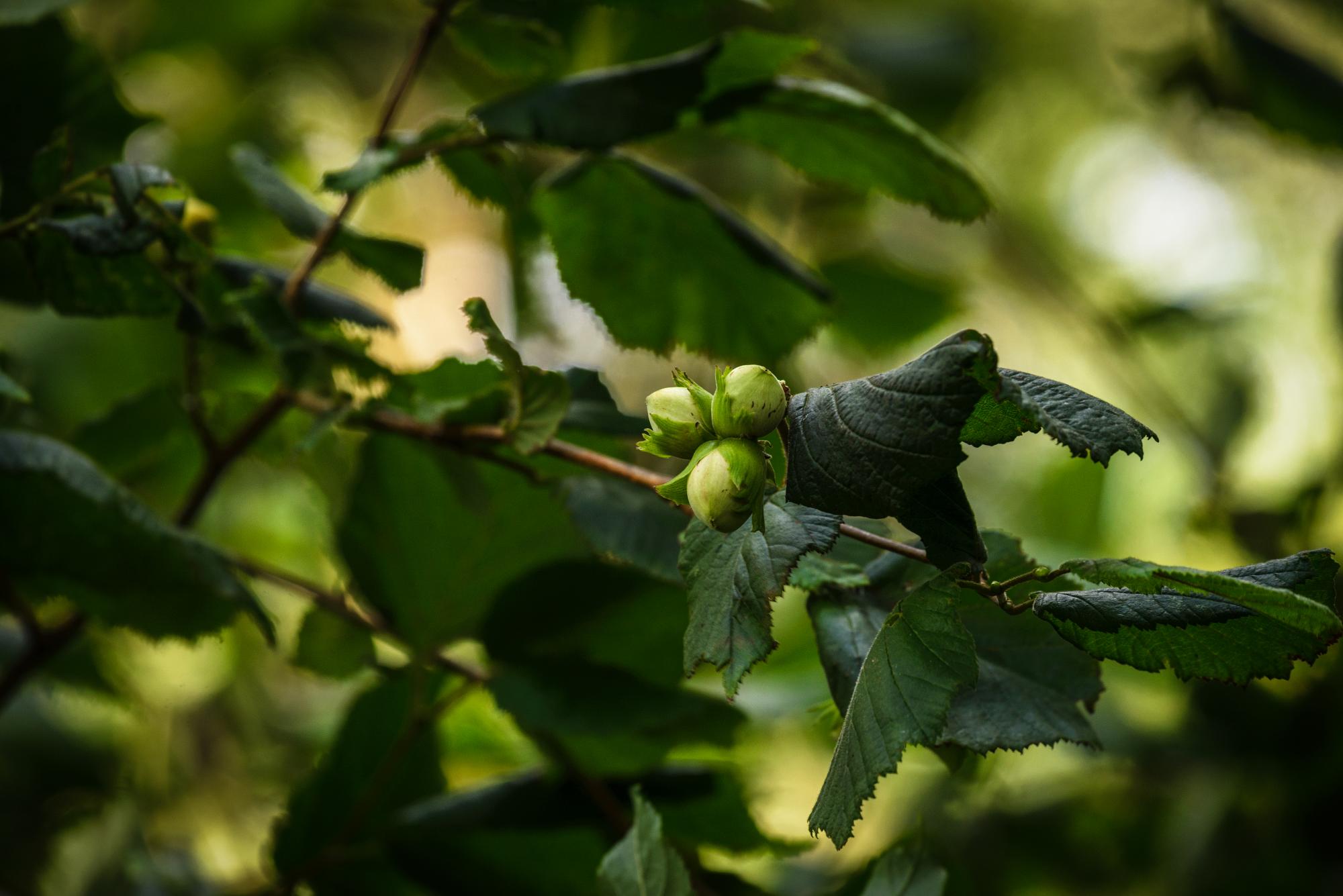 mature hazel leaves and green growing fruit