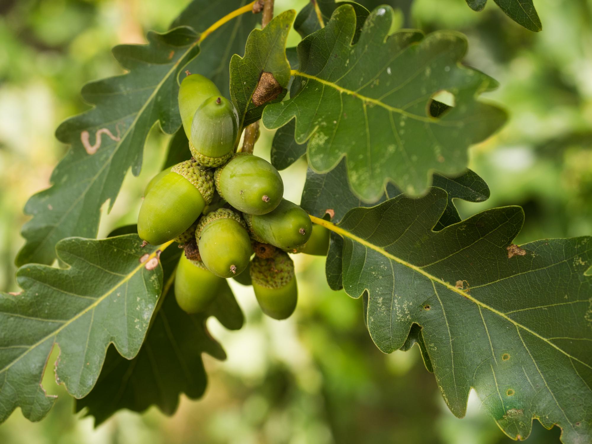 close up of green sessile oak leaves and acorns