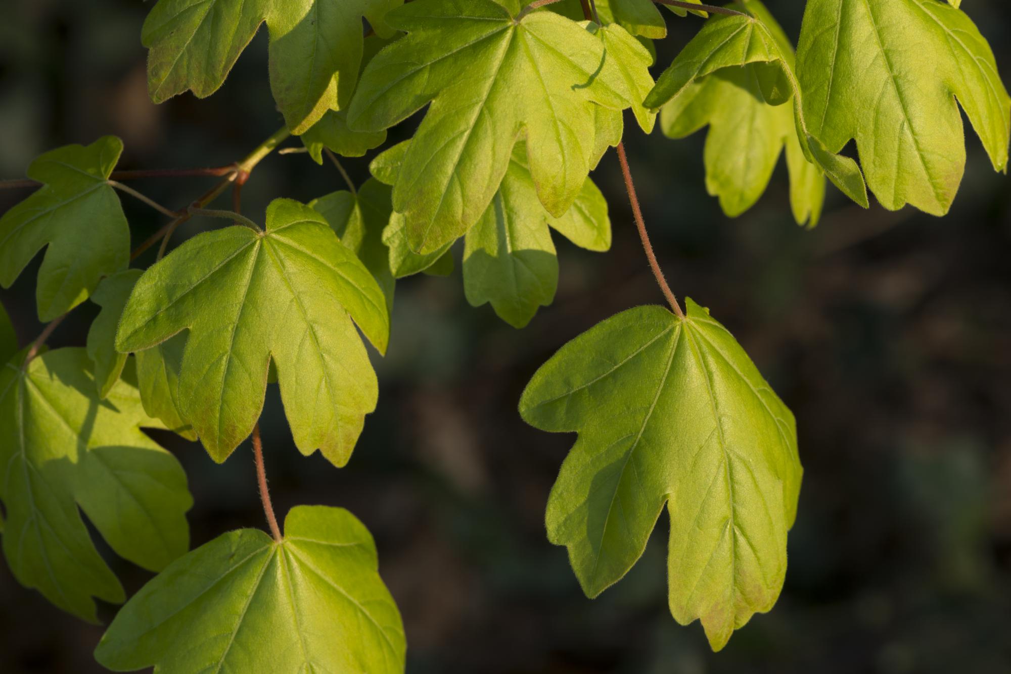 close up of green field maple leaves