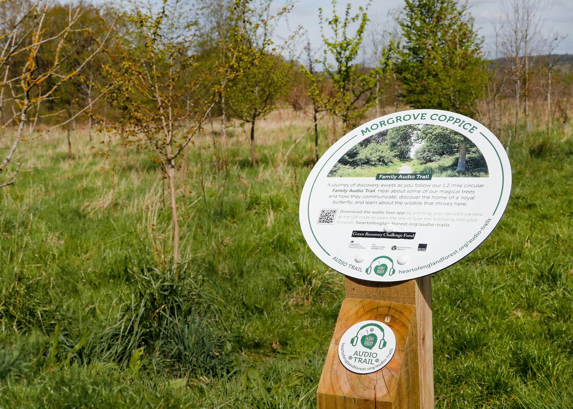 Audio trail information marker at Morgrove Coppice 