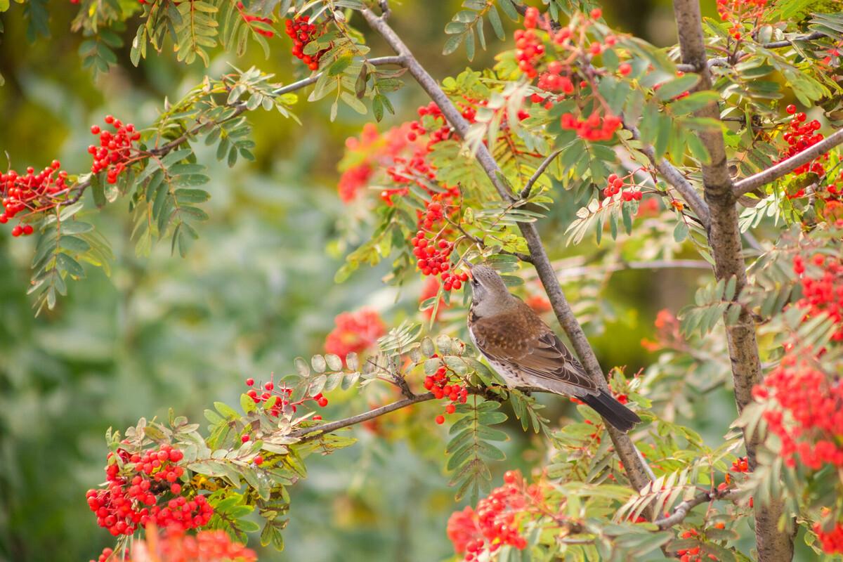 a fieldfare feeding on red rowan berries