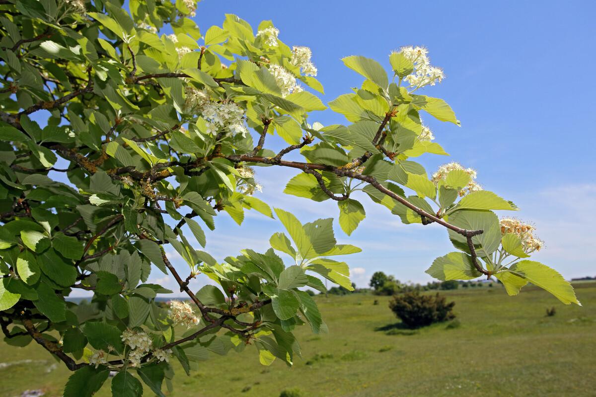 A close up of a branch of a whitebeam tree full of white spring flowers