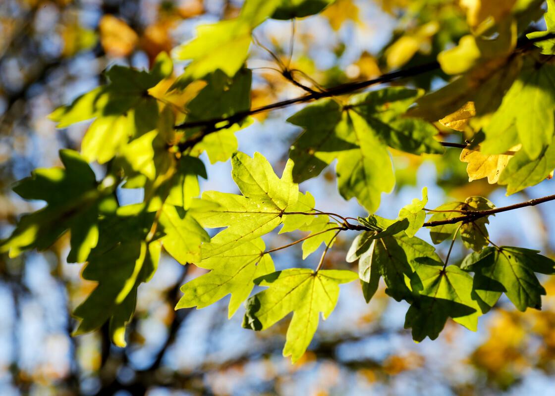 Field maple leaves on a branch in dappled autumn sunlight with a blue sky behind