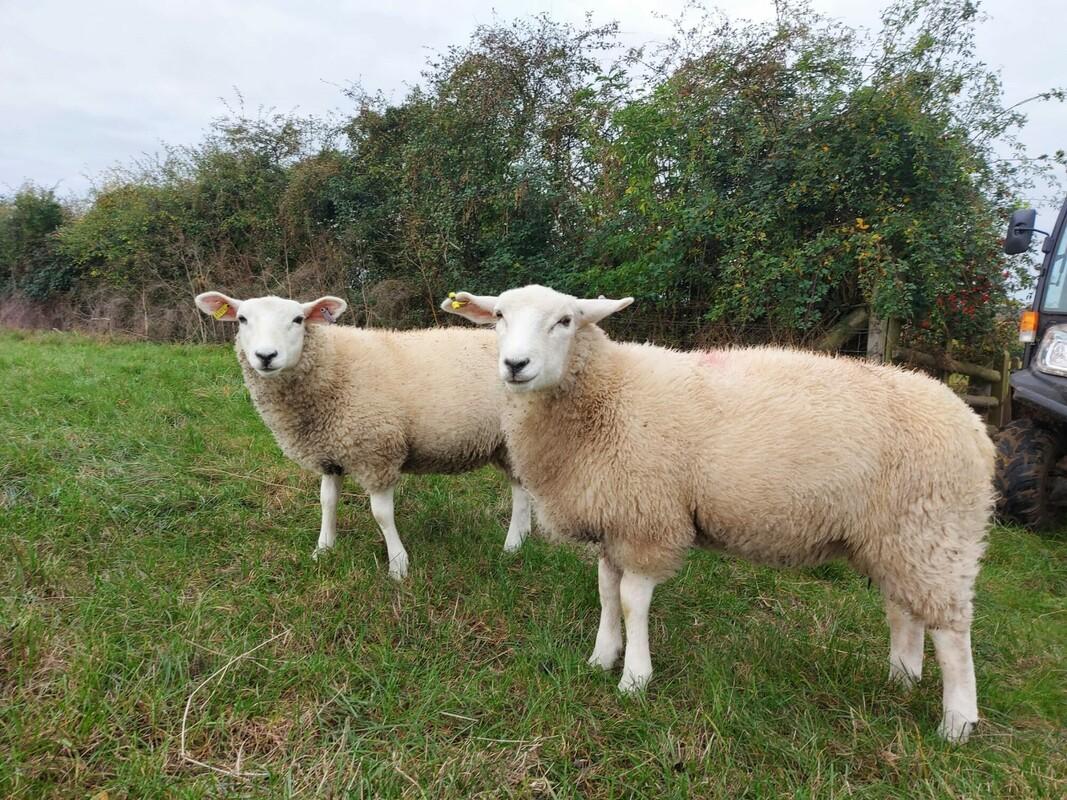 Two lleyn sheep standing in a field by a hedgerow 