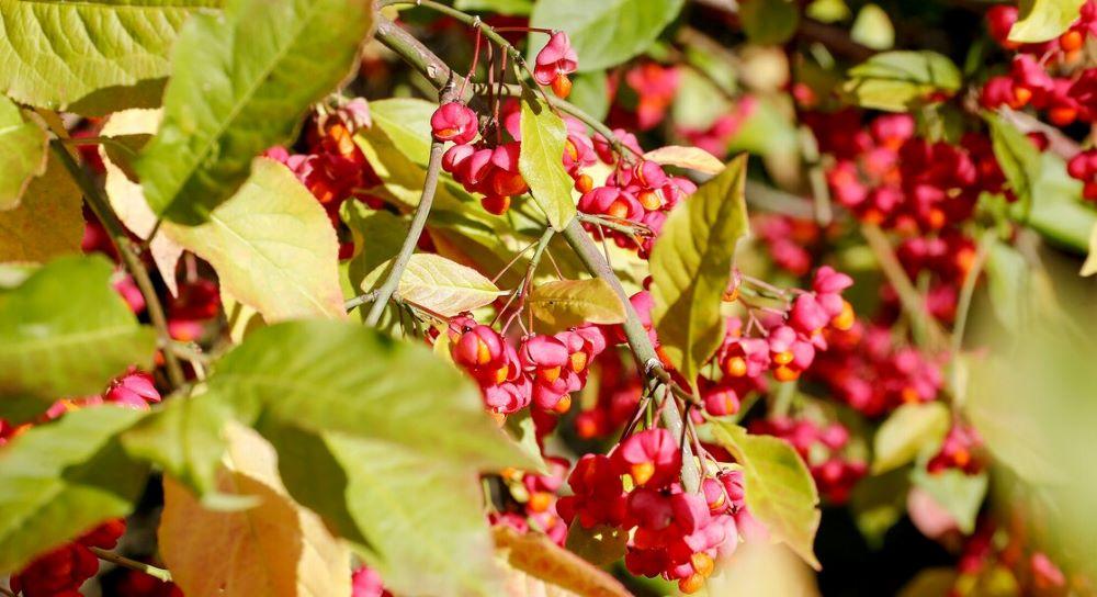 Bright pink and orange spindle fruit on branches with green leaves in the autumn sunshine