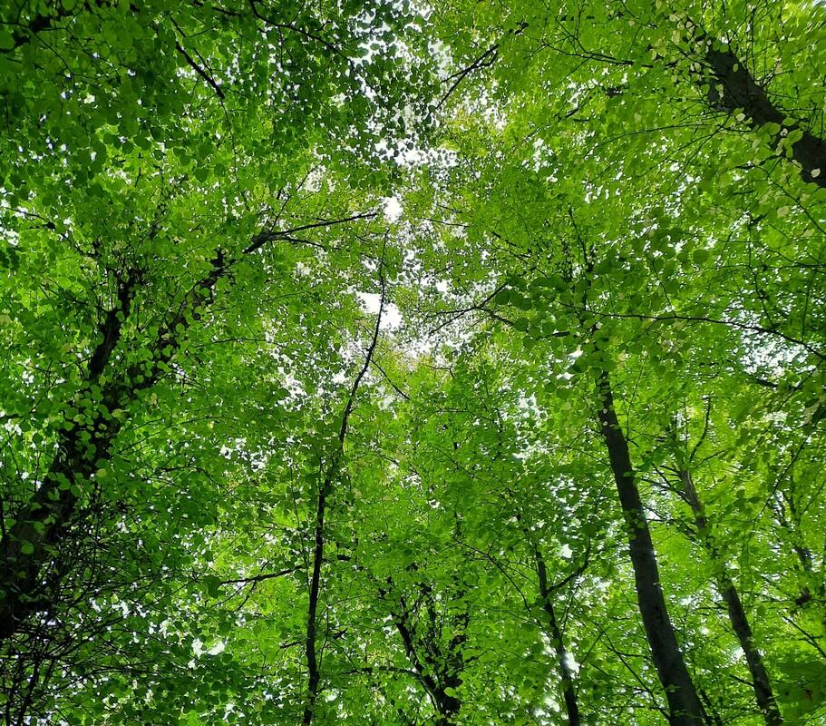 Bright green leaves of small leaved lime tree canopies 