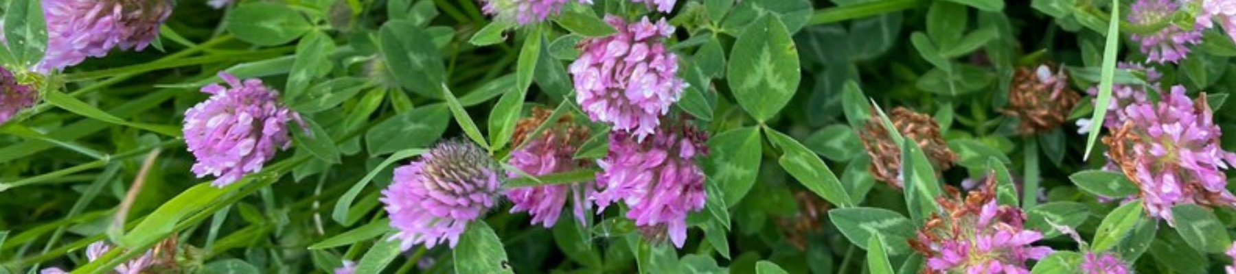 Wild red clover at Sheriffs Lench