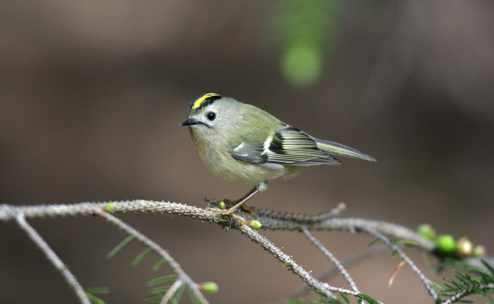 A goldcrest standing on a conifer branch
