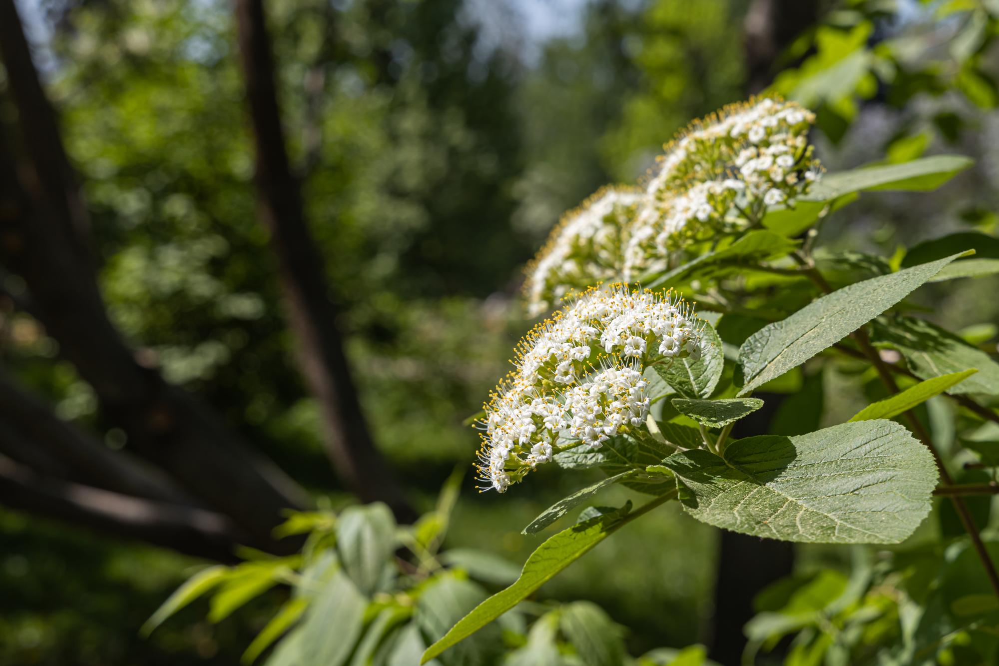 wayfaring tree with white flowers 