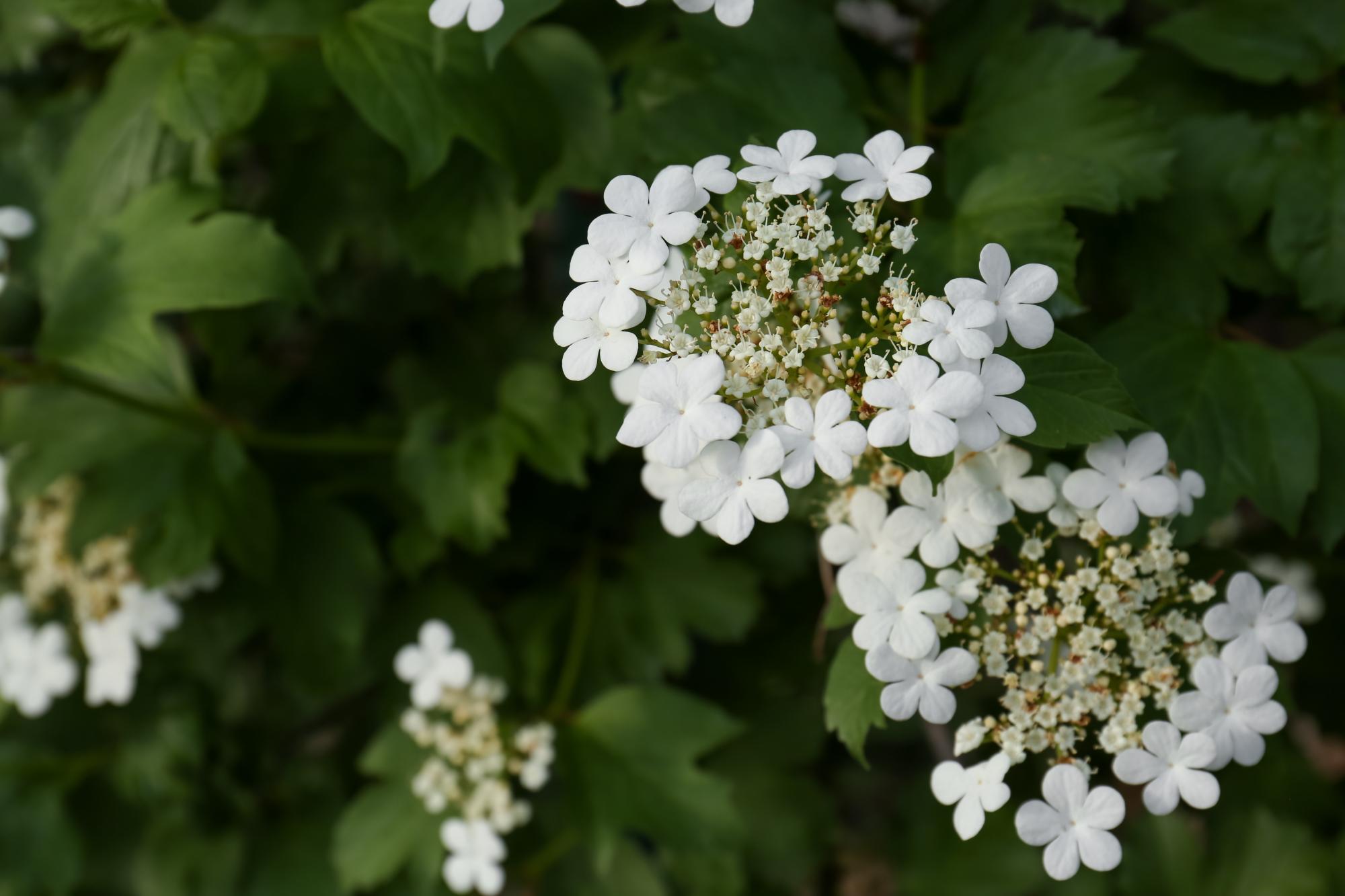 guelder rose flowers with a dark leafy background