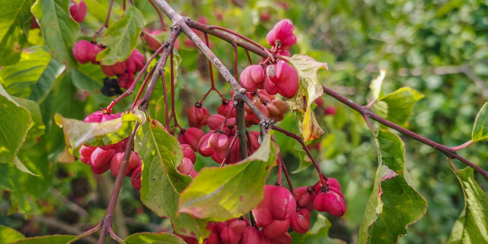 Close up of brightly coloured pink and orange spindle berries on a branches with green leaves