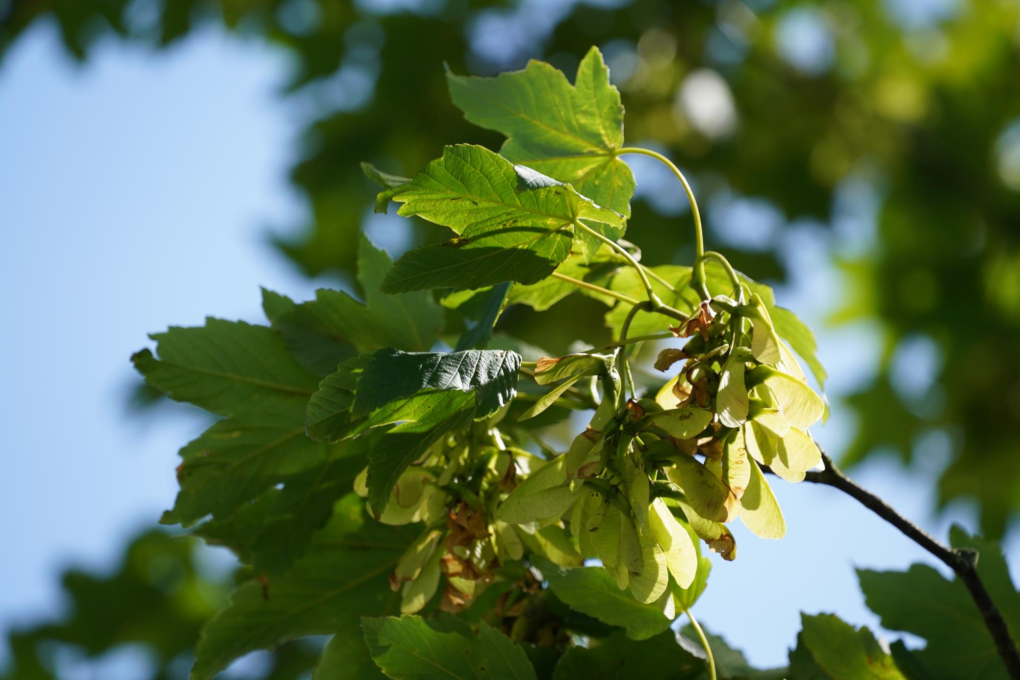 orange and yellow leaves of an autumnal sycamore tree