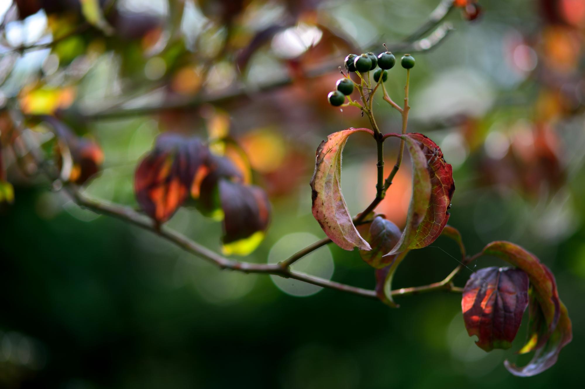 Close up of a dogwood branch with autumn leaves and a cluster of small black berries