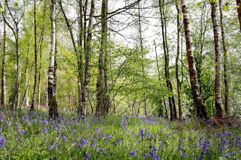 A Forest clearing filled with bluebells with tall trees in the background 