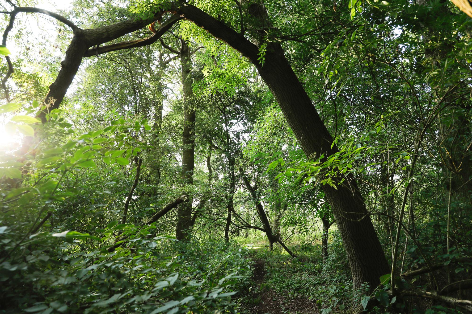 Green mature woodland with the sunlight coming through the leaves