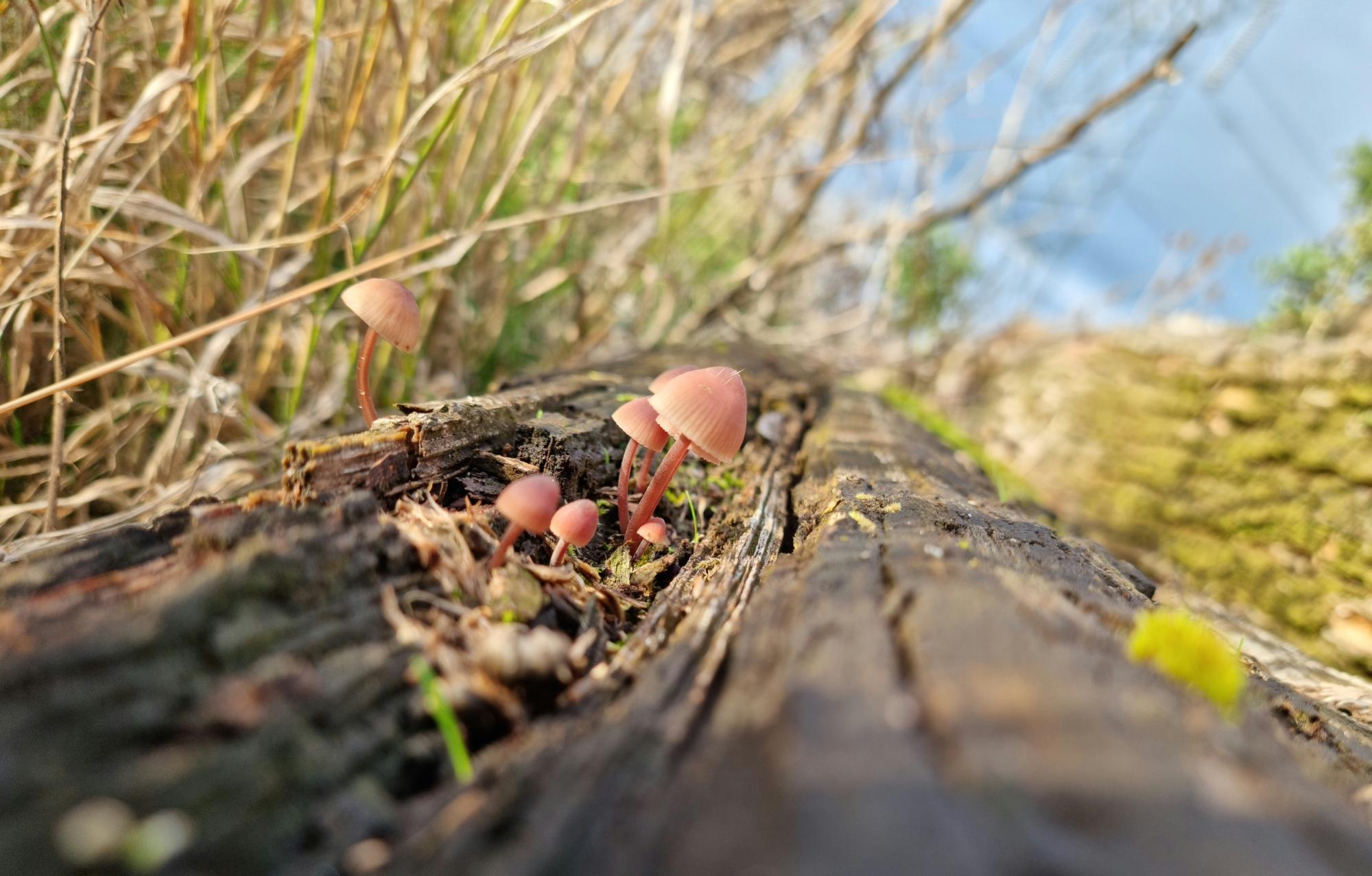 Small mushrooms growing on a rotton tree log