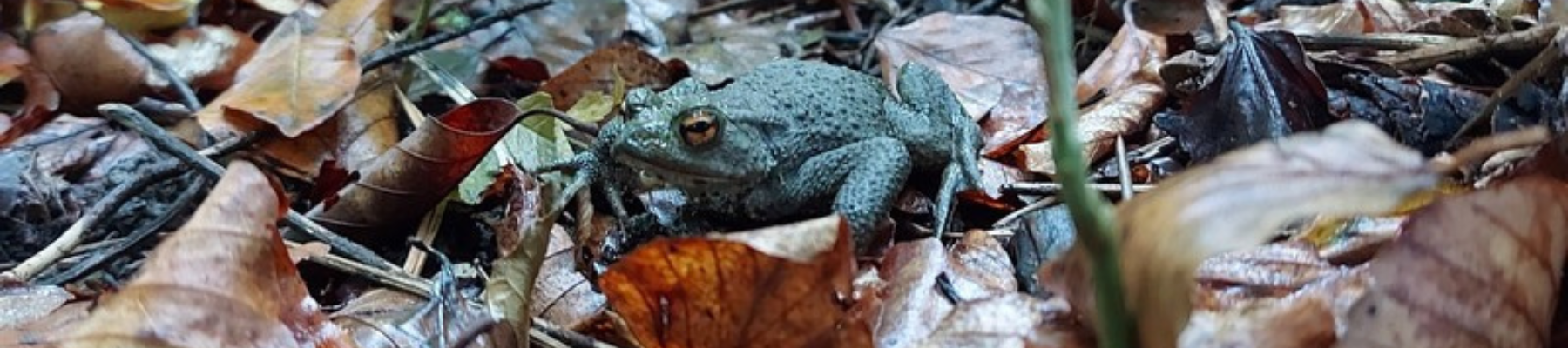 A toad on the ground in the Arboretum 