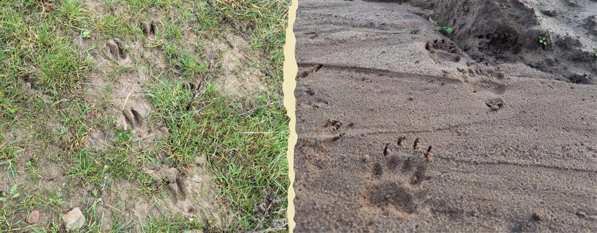 Roe deer tracks in muddy grass and badger tracks in sandy dirt