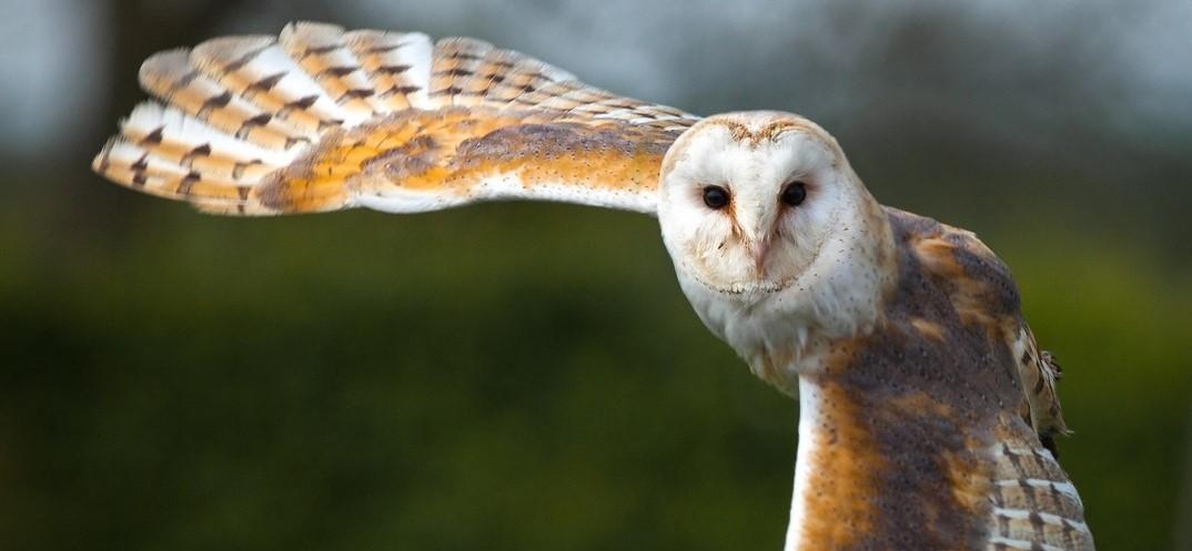 An adult barn owl in flight with one wings spread 