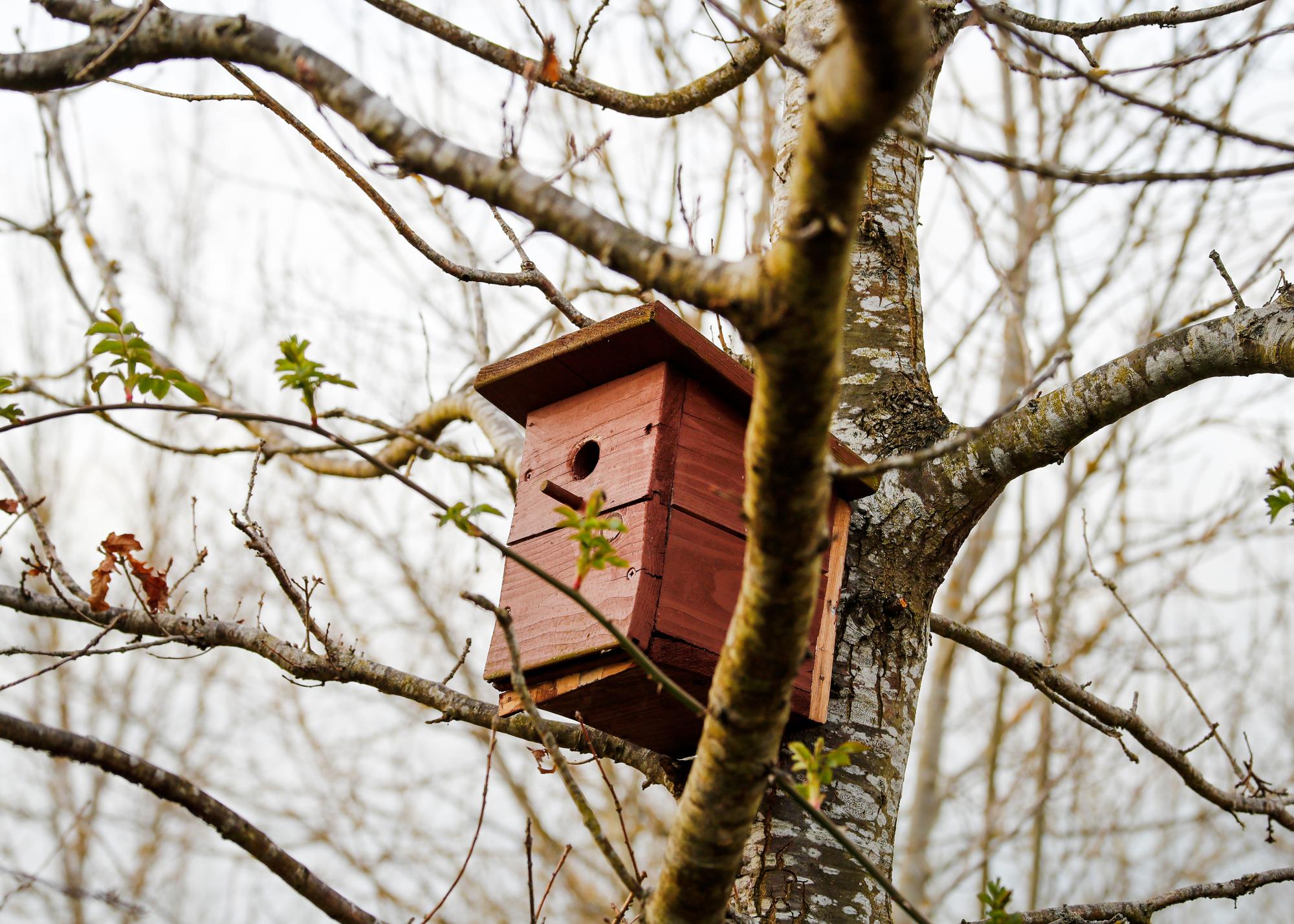 A wooden birdbox attached to a tree. Leaves are starting to emerge