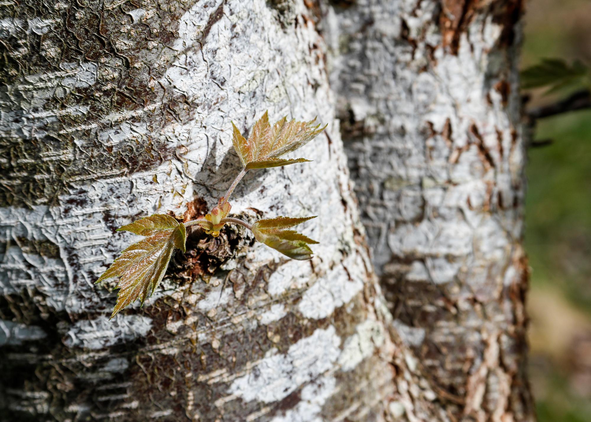 A close up of a mature tree - there are new leaves starting to grow