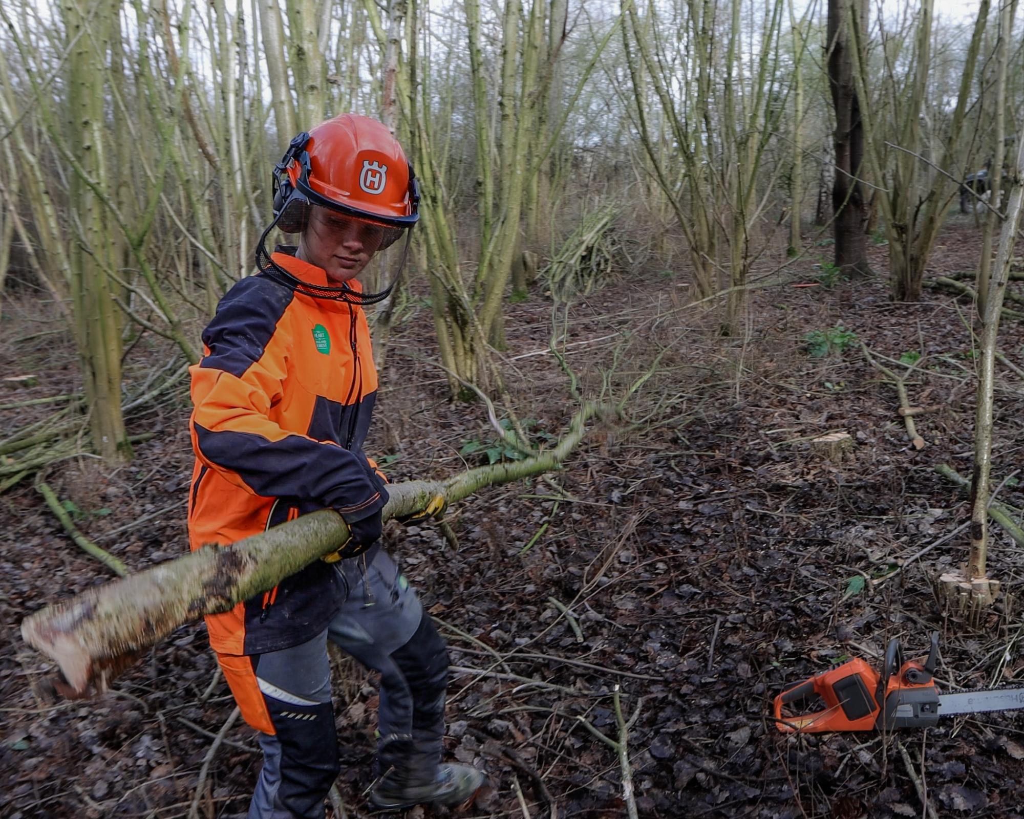 Mel, a member of the forestry team is carrying a straight branch of hazel to put on a deadwood. There is a chainsaw on the floor.