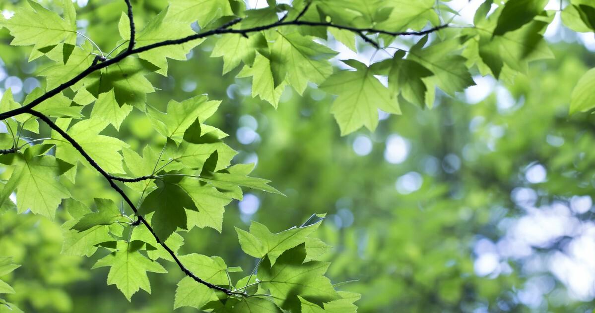 Wild service tree leaves in branches with the spring sun shining through 