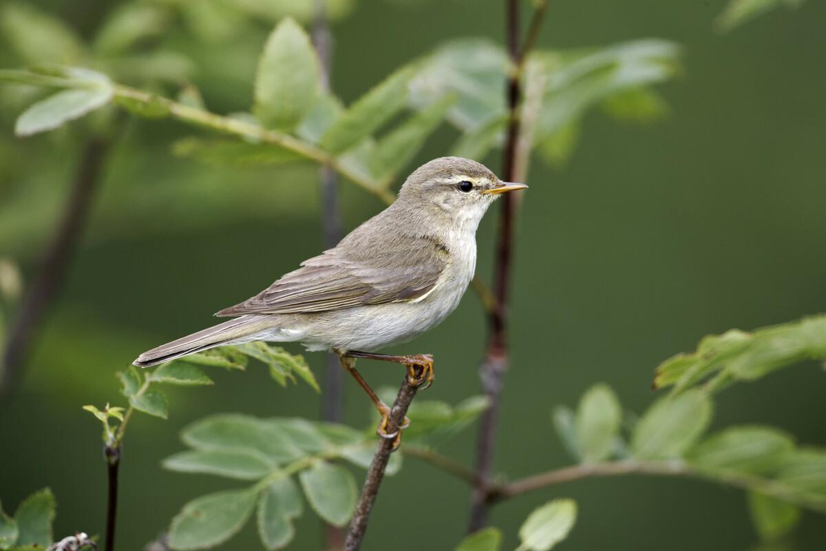 A willow warbler sitting on a branch