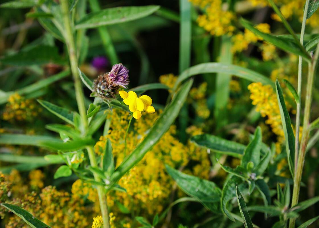 In focus in the foreground is bird’s foot trefoil, with lady’s bedstraw in background