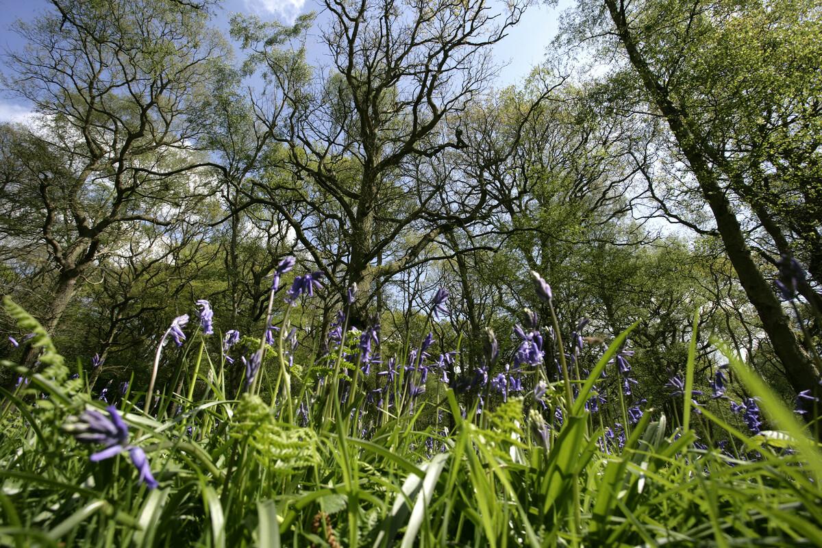 Close up of bluebells on the Forest floor, taken at ground level, with trees rising up behind 