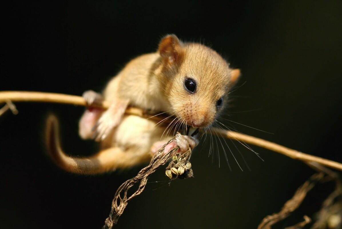 Red list dormouse hanging on a very thin branch