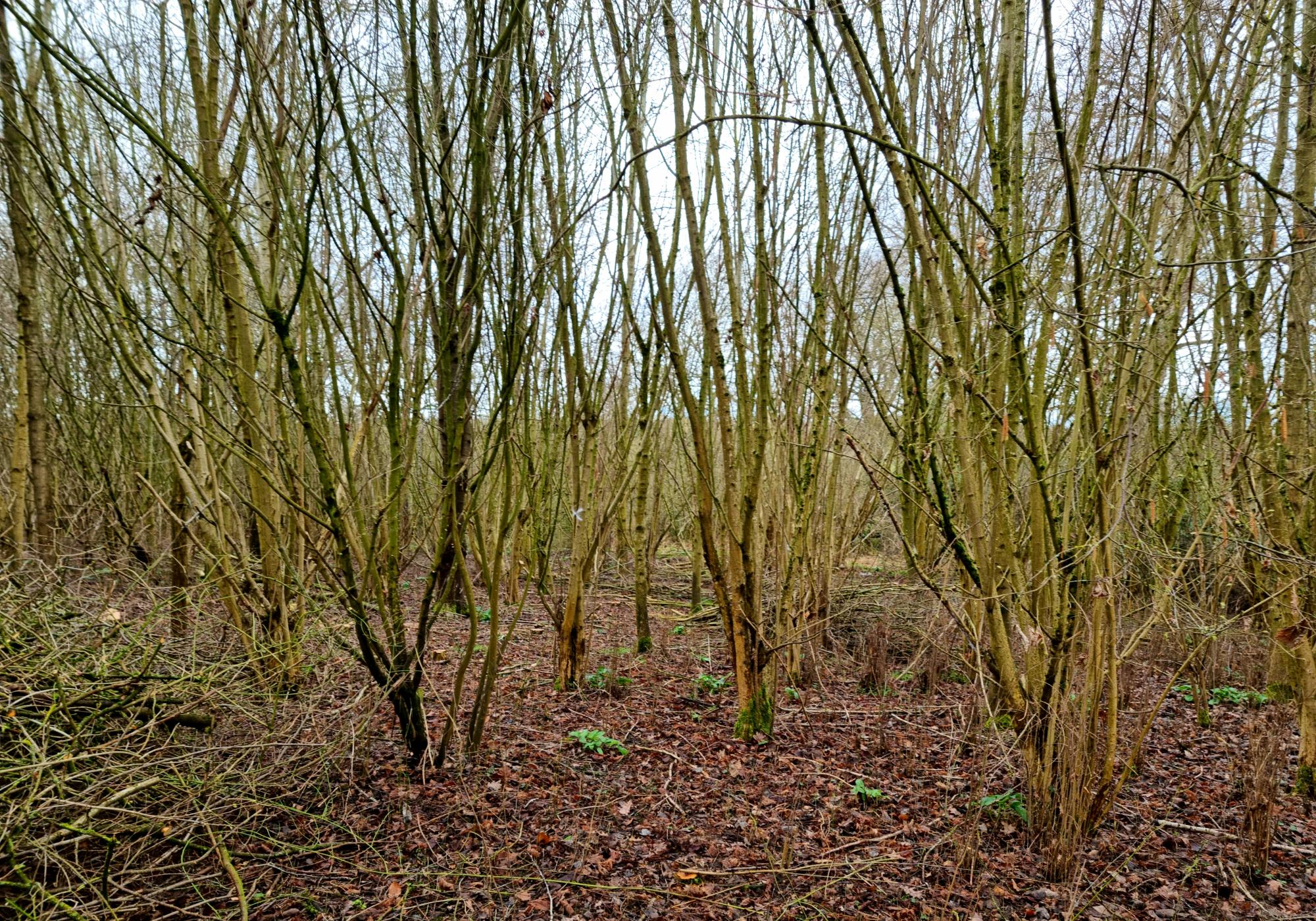 Dorsignton wood - Hazel before it is coppiced on it's rotation 2023