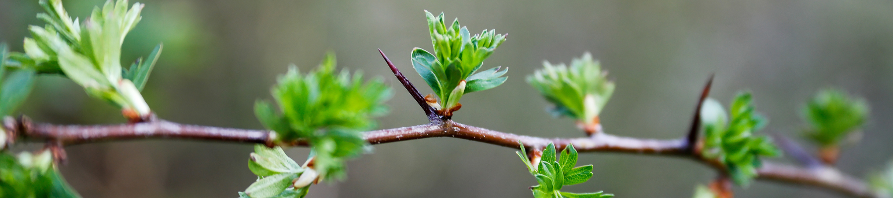 Blackthorn tree with leaves staring to emerge