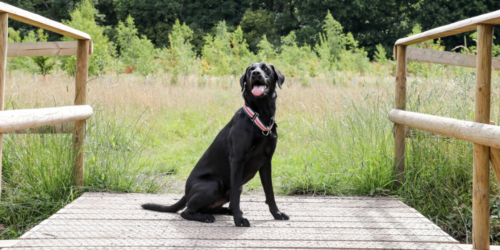 Black Labrador Beau sitting on a bridge at Morgrove Coppice. 