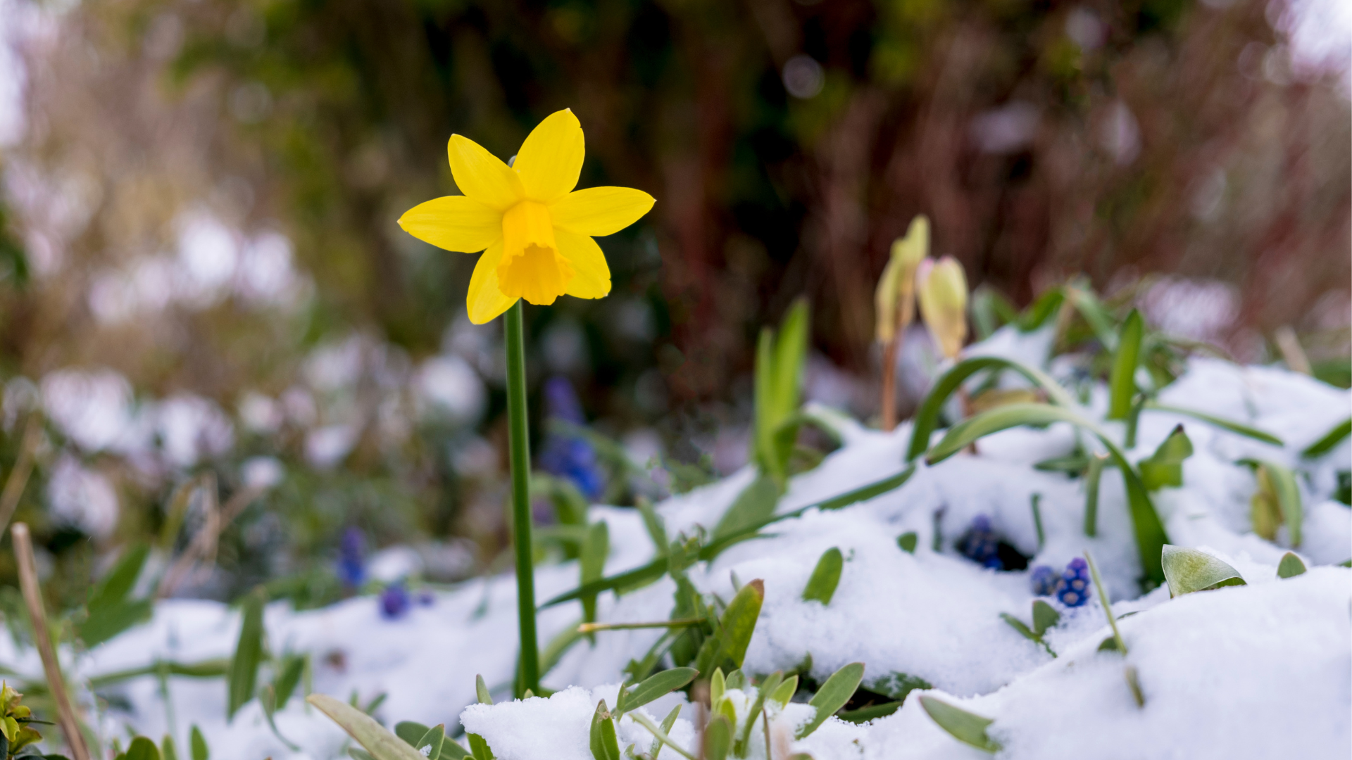 Daffodil and bluebells in the spring, covered in a ground of snow