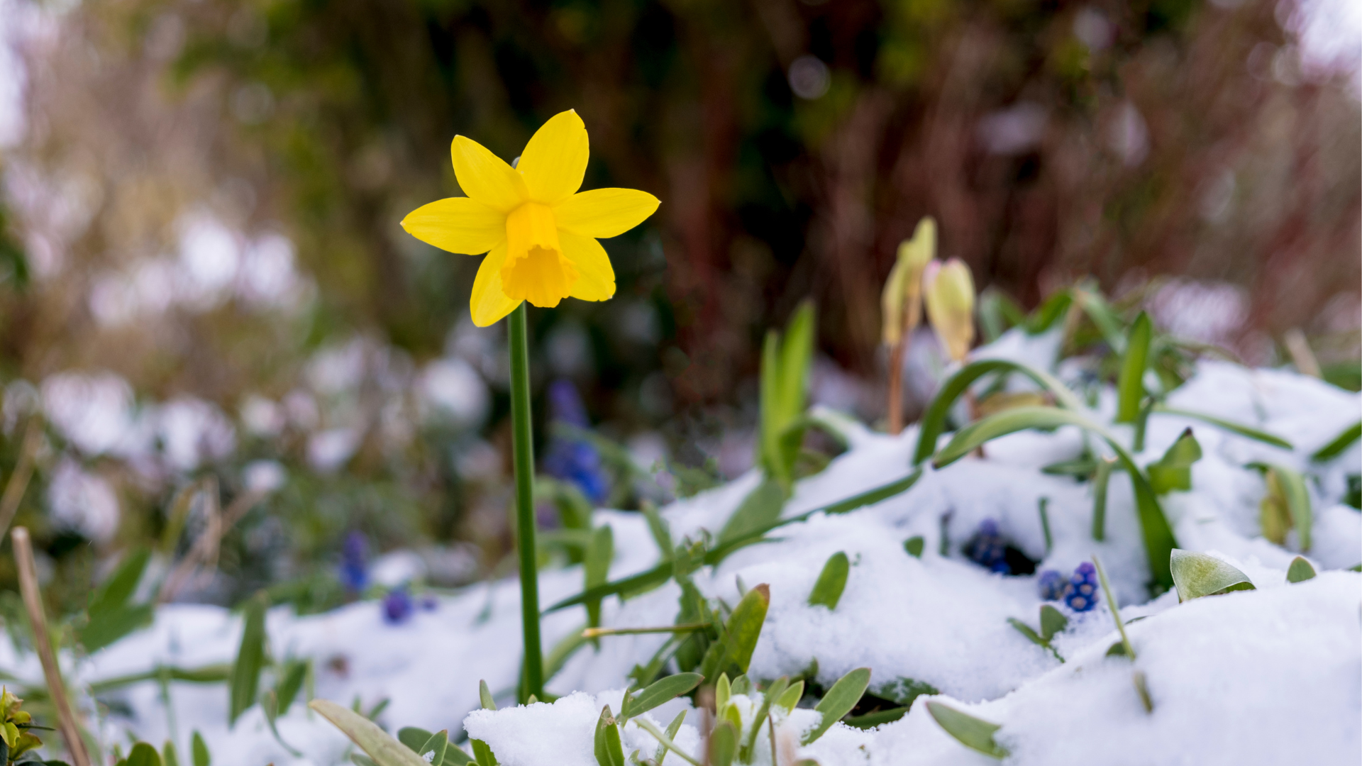 First Signs of Spring in Nature - Woodland Trust