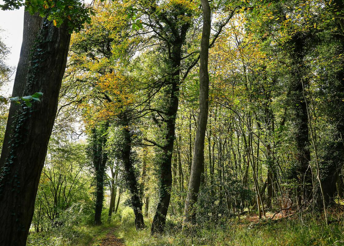 View through mature trees with green leaves in a mature woodland