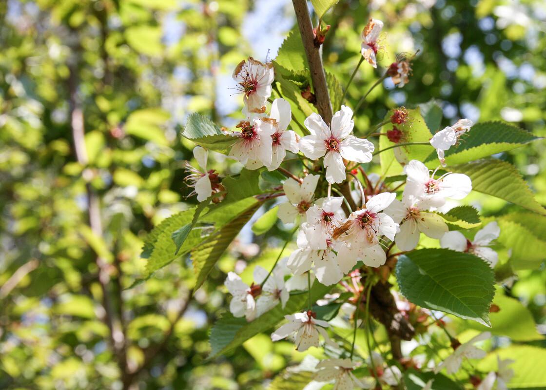 Close up of white and pink cherry tree blossom on branches with green leaves