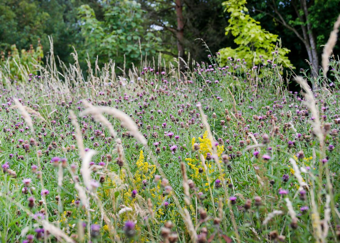 Close up of a wildflower meadow of lady’s bedstraw and knapweed