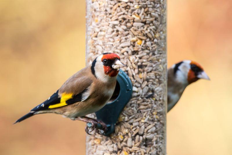 Two goldfinches on a bird feeder filled with seed