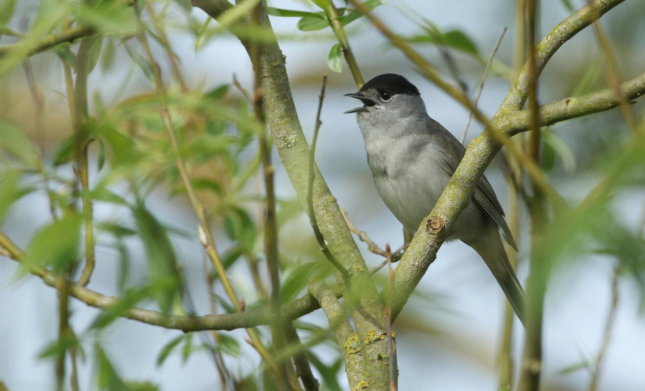 Male blackcap perched on a branch in a tree singing 