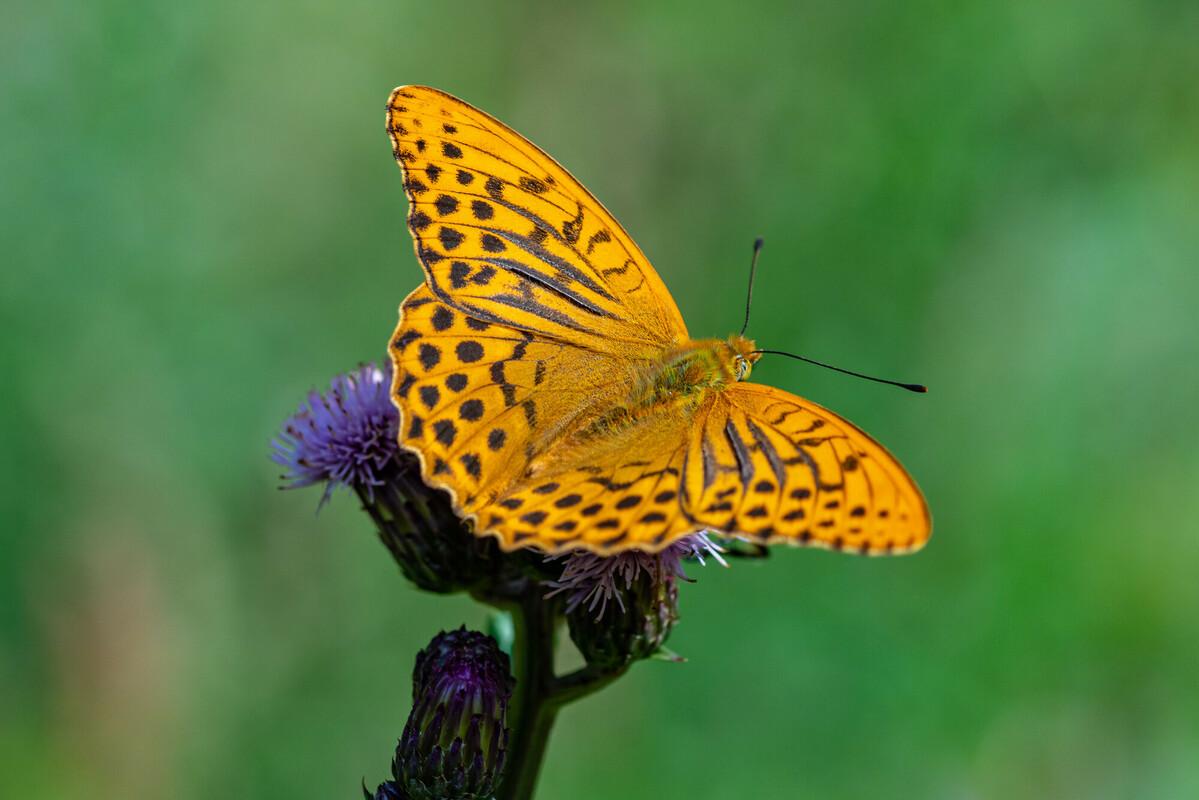 silver-washed fritillary on a purple flower - Shutterstock