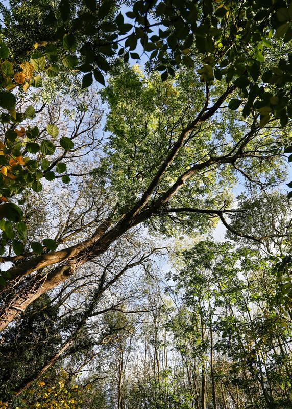 Looking up into the sparse crown of ash trees